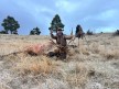 Jed Cook 2024 Rifle