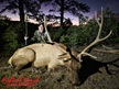 Tom Haynes 2026 Rifle